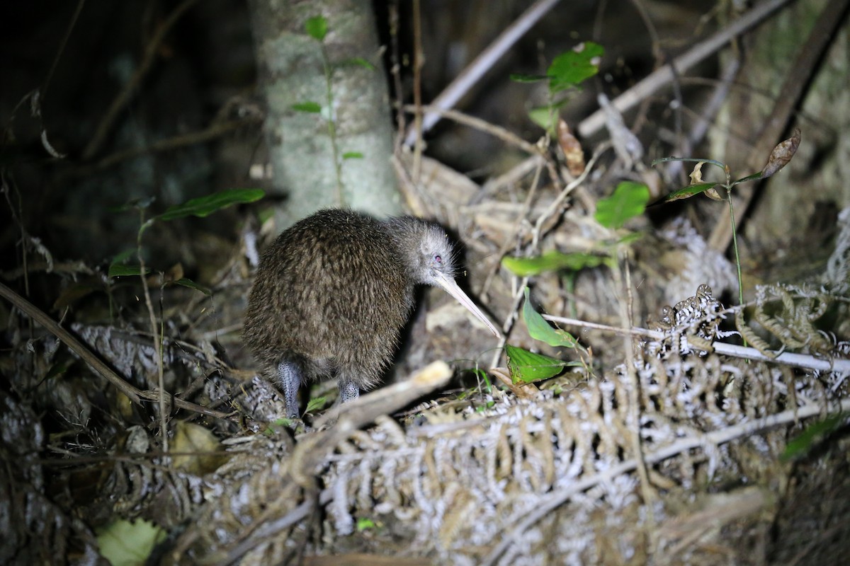 North Island Brown Kiwi - Jeff Skevington