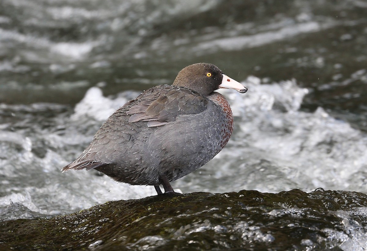 Blue Duck - Jeff Skevington