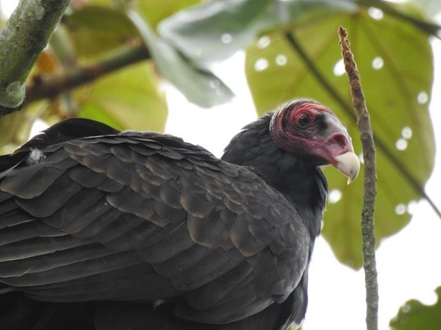 Turkey Vulture - ML178887101