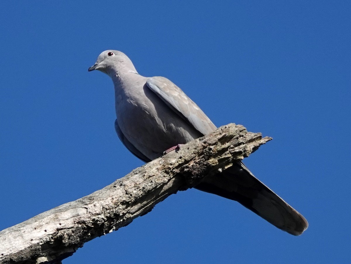 Eurasian Collared-Dove - ML178890331