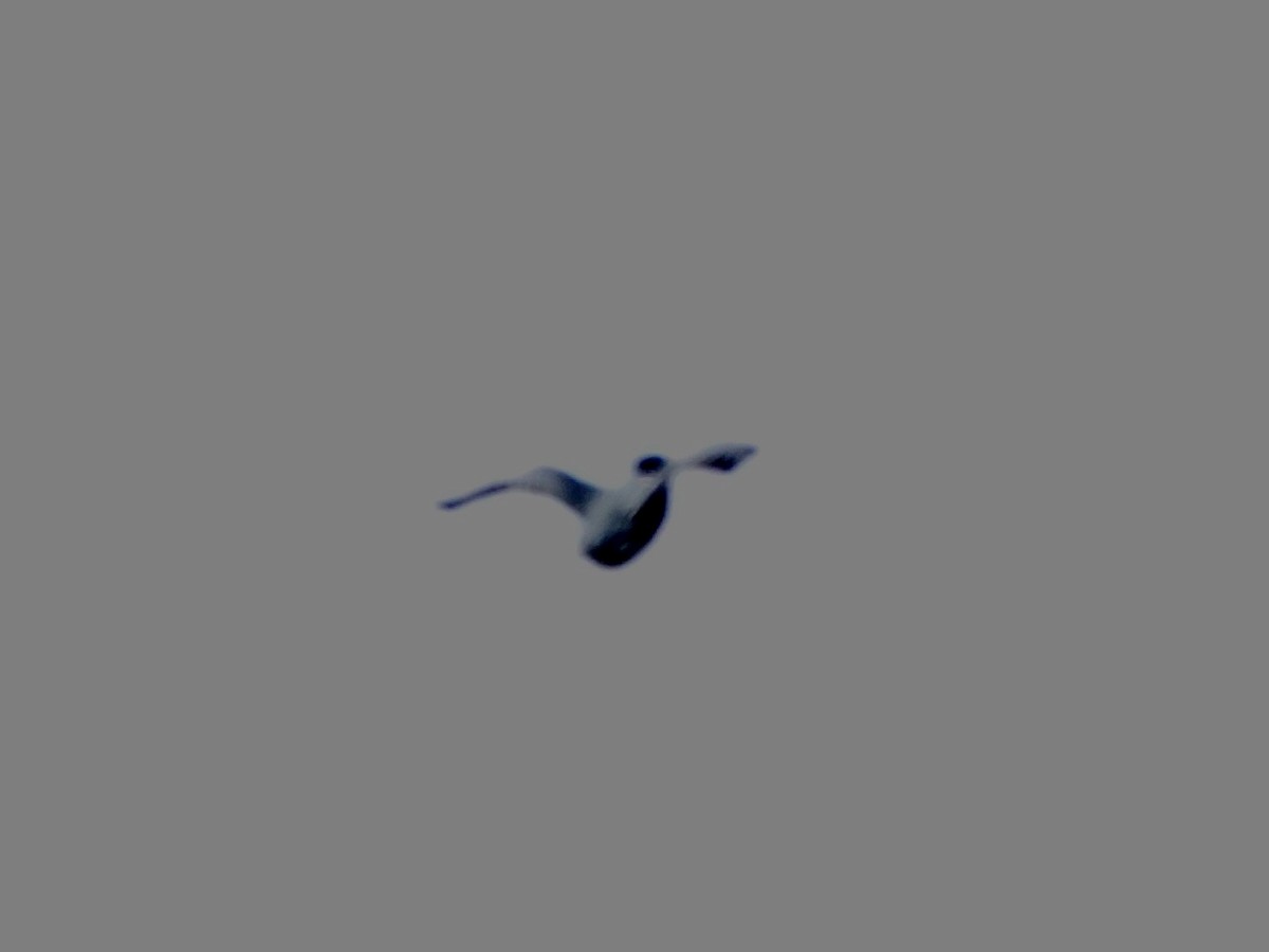 Belted Kingfisher - ML178890591