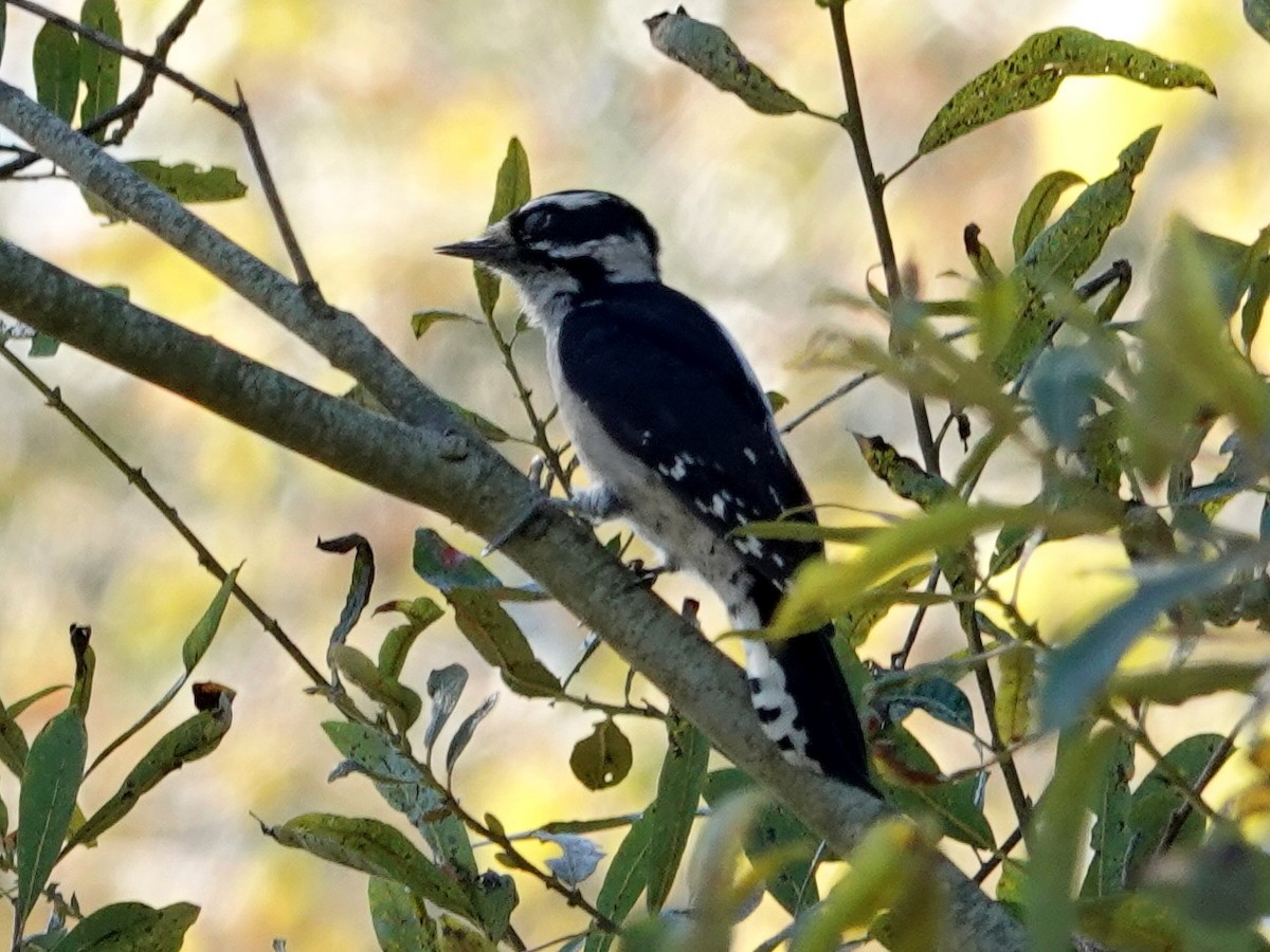 Downy Woodpecker - ML178890621