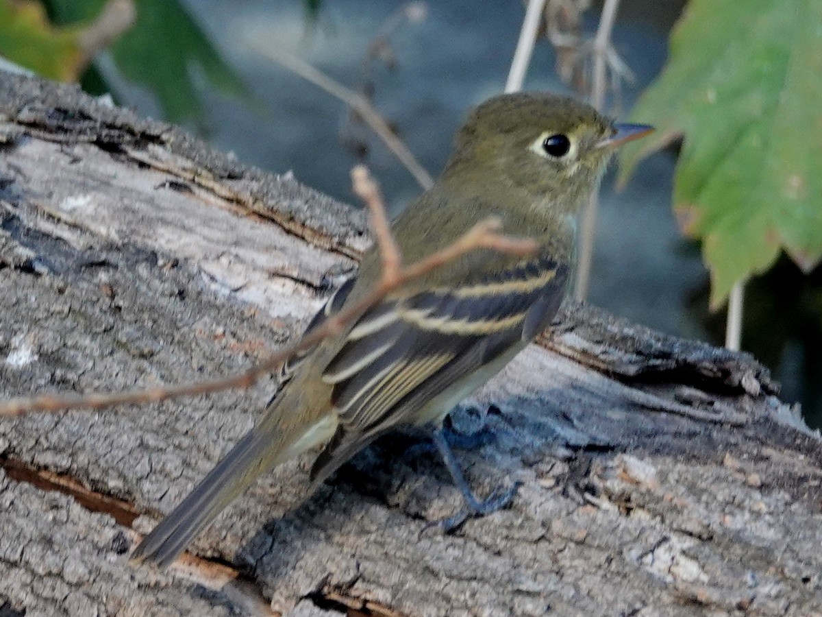 Western Flycatcher (Pacific-slope) - Norman Uyeda