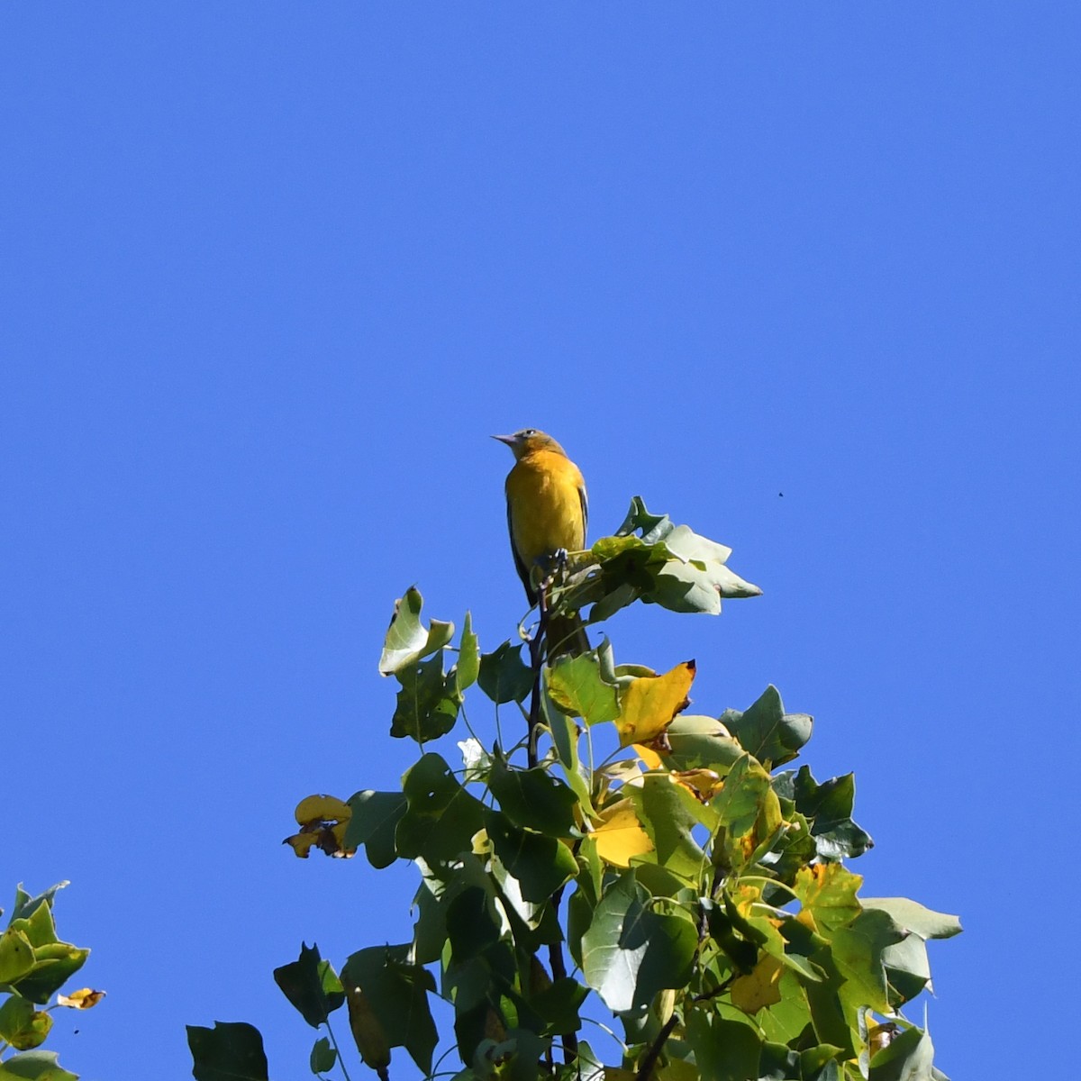 Baltimore Oriole - ML178891241