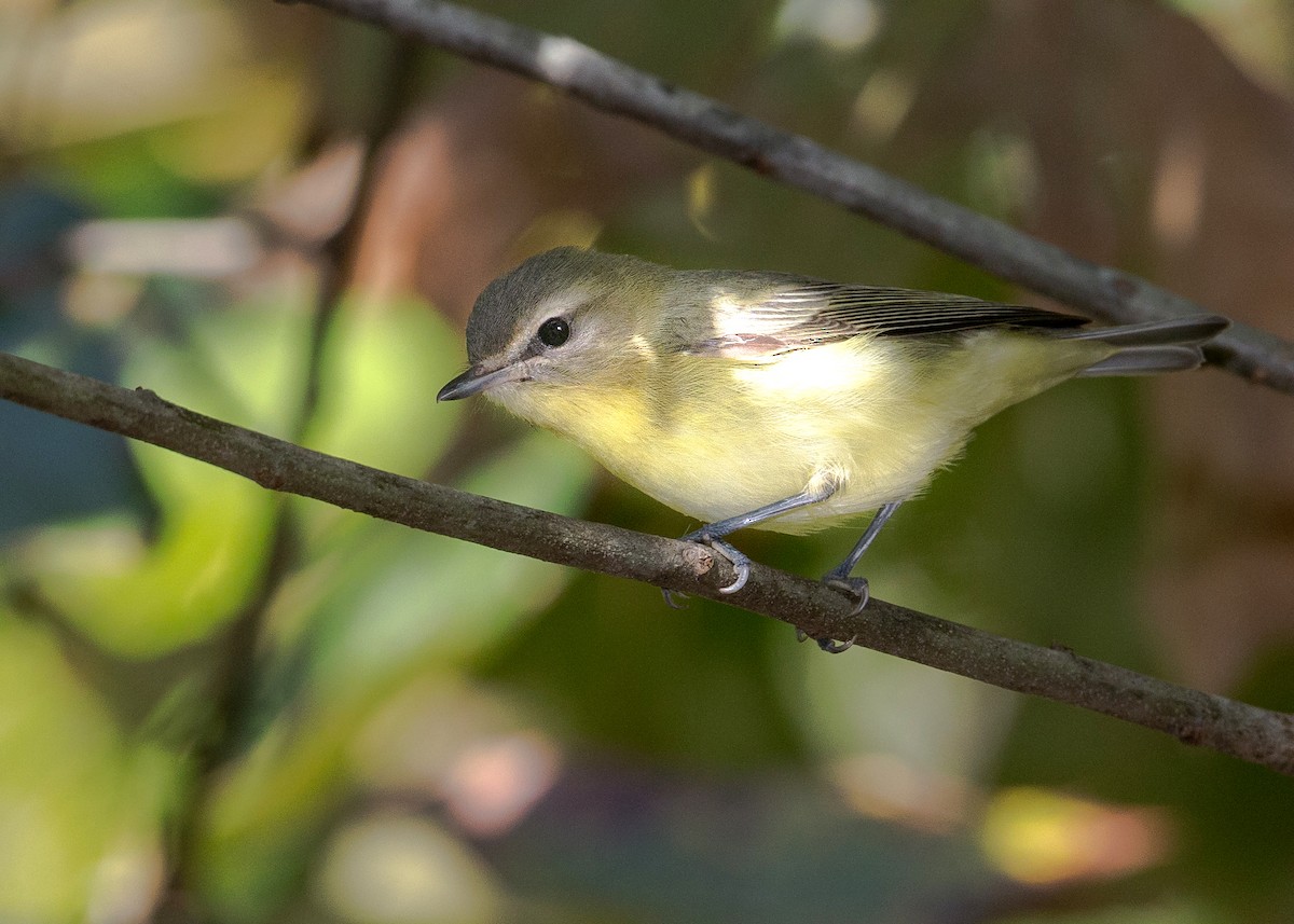 Vireo de Filadelfia - ML178891601