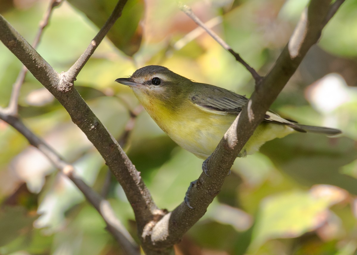 Philadelphia Vireo - ML178891631