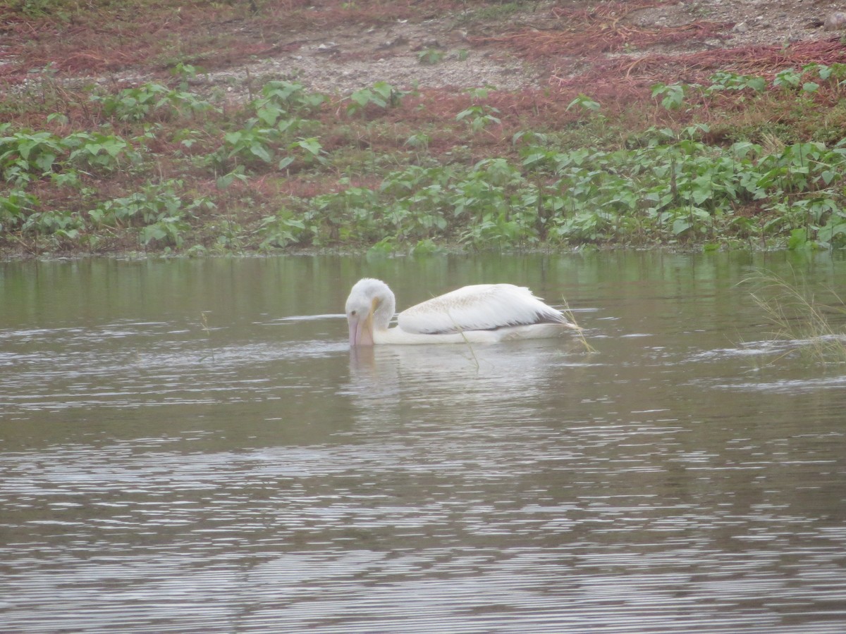 American White Pelican - ML178893381