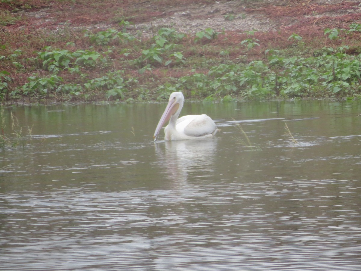 American White Pelican - ML178893411