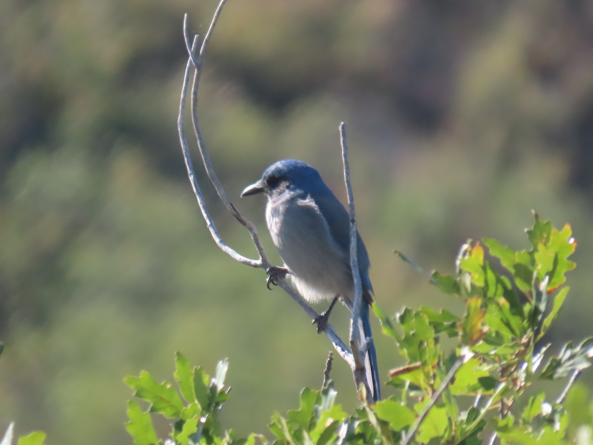 Woodhouse's Scrub-Jay - ML178893601