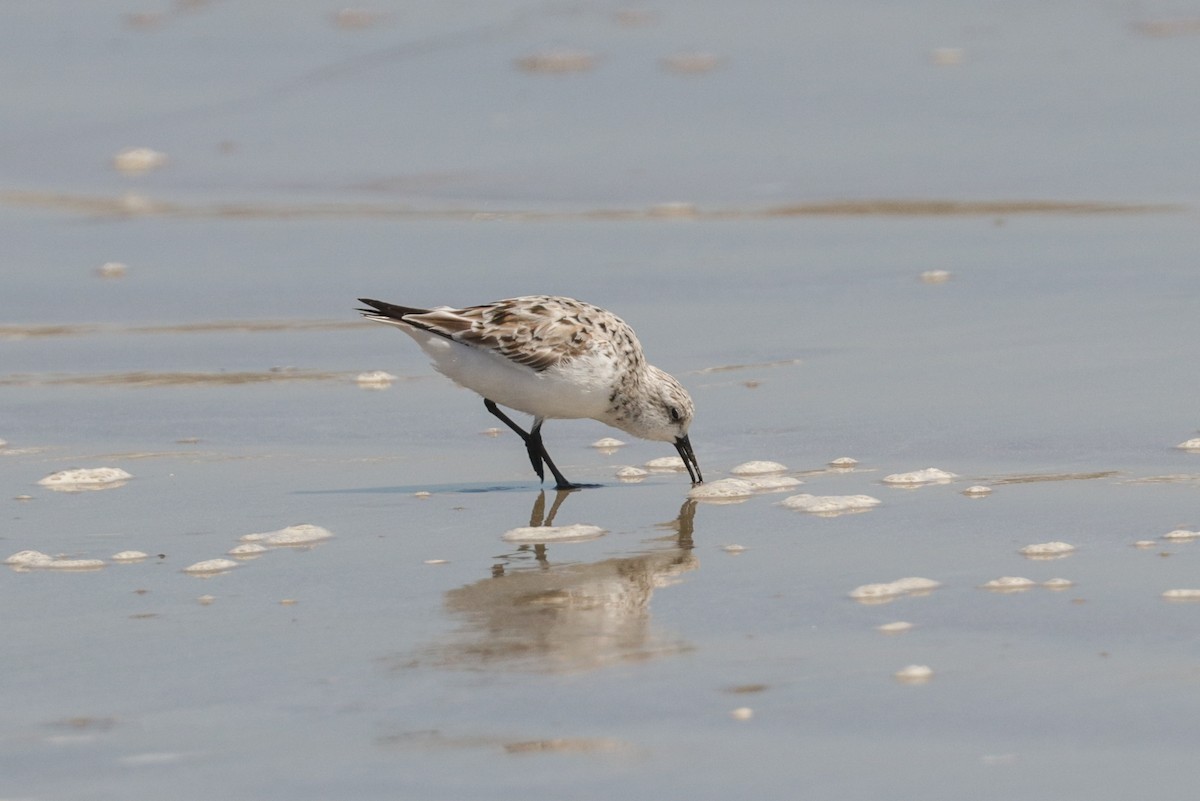 Sanderling - ML178893711