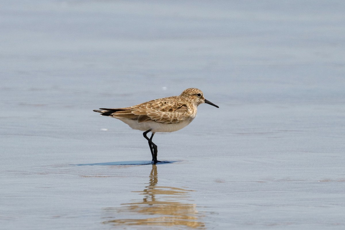 Baird's Sandpiper - ML178893751