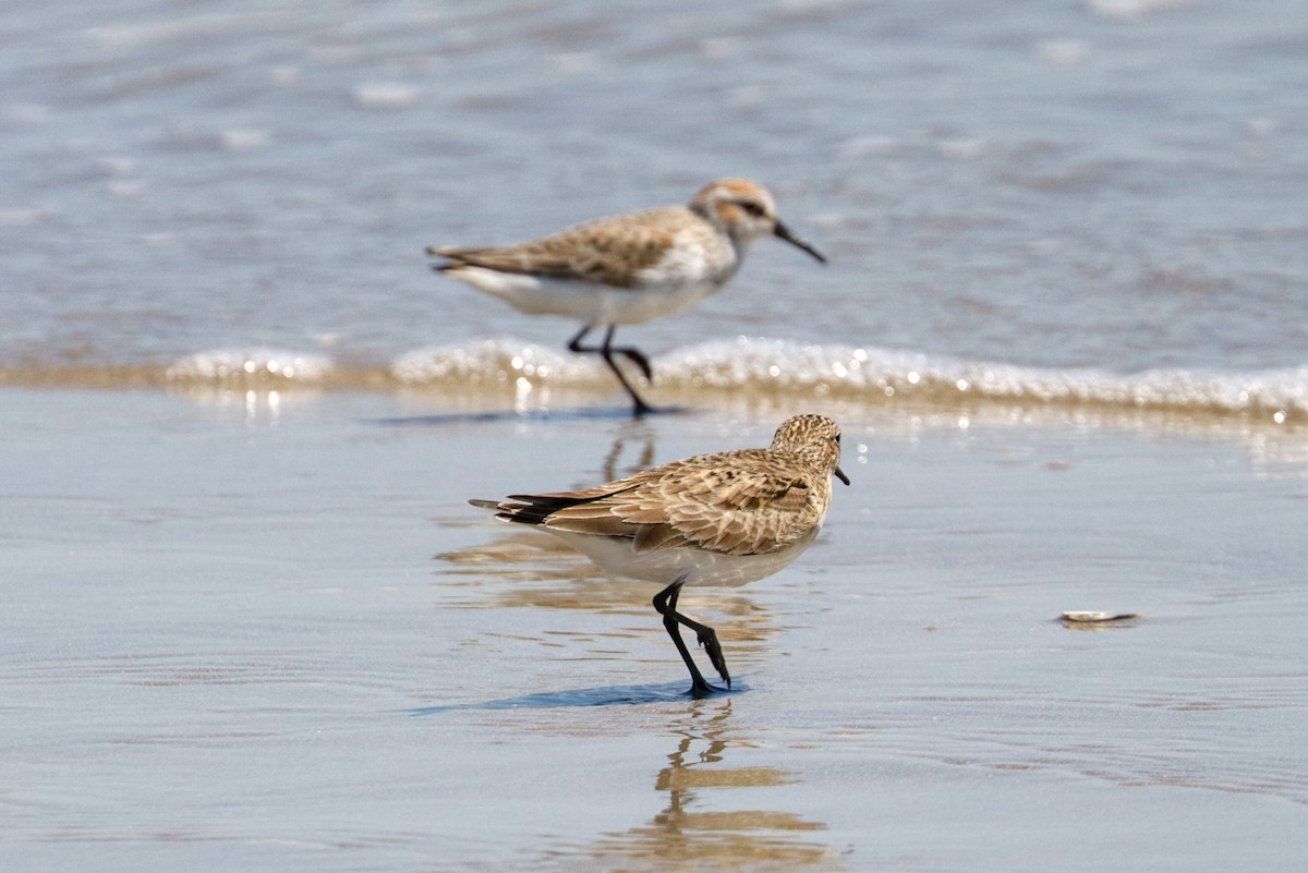 Western Sandpiper - Tommy Pedersen