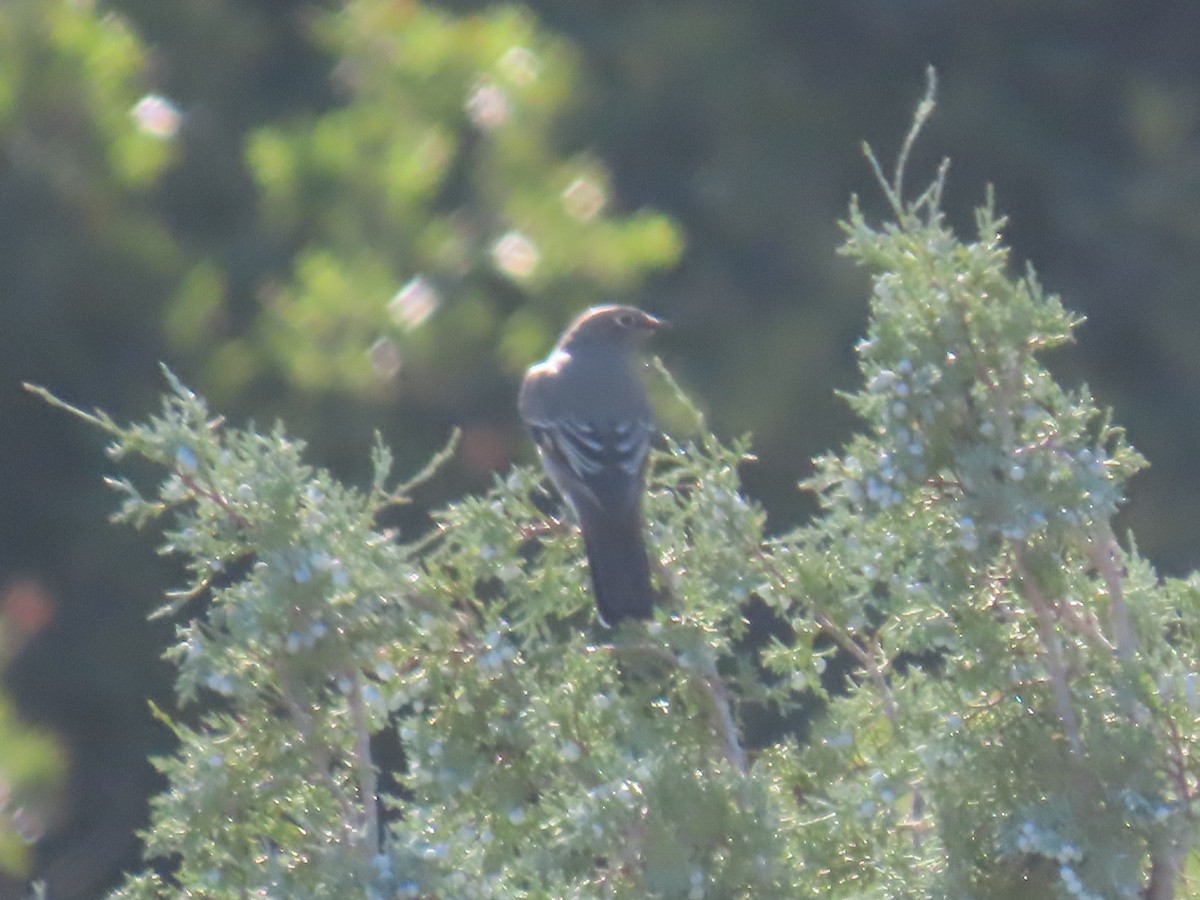 Townsend's Solitaire - ML178893791