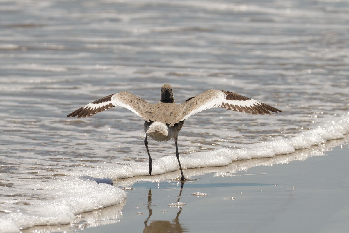 Willet (Western) - Tommy Pedersen