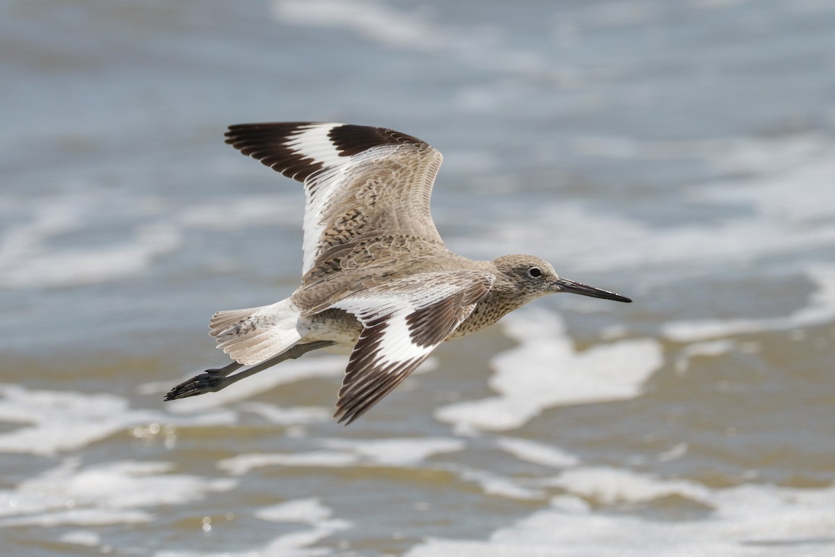 Willet (Western) - ML178893891