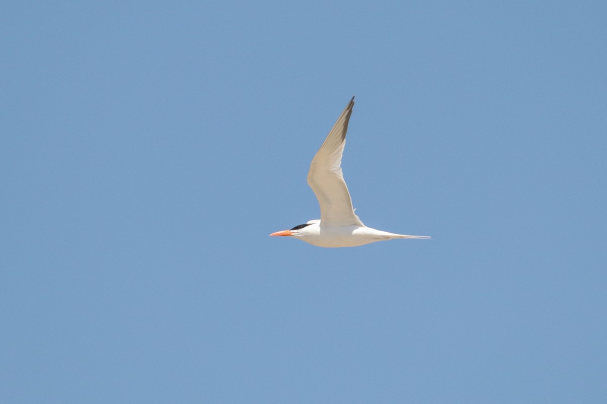 Royal Tern - ML178894081