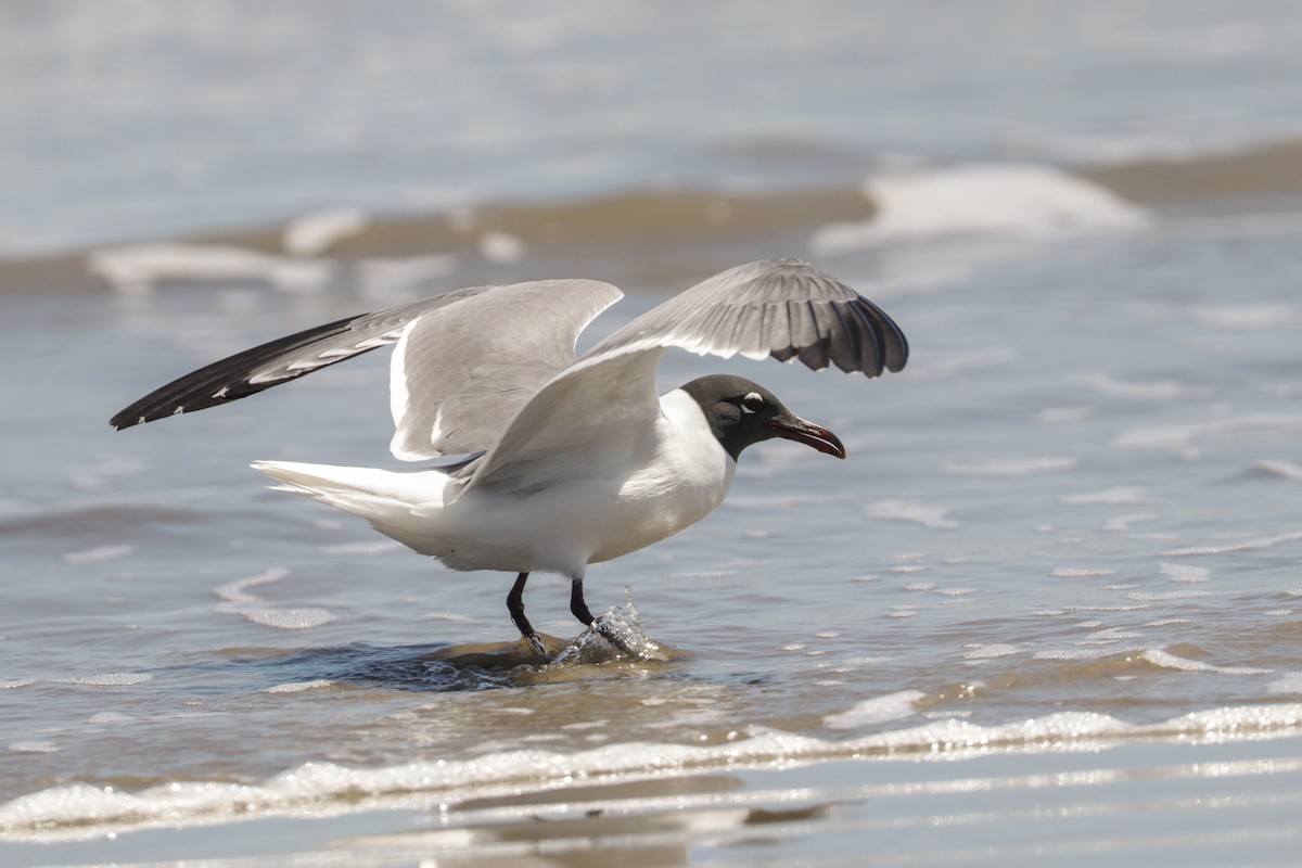 Laughing Gull - Tommy Pedersen