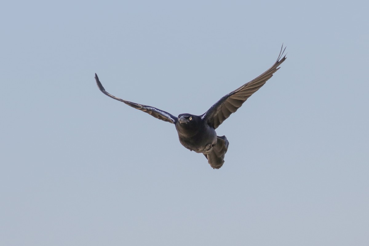 Great-tailed Grackle - Tommy Pedersen