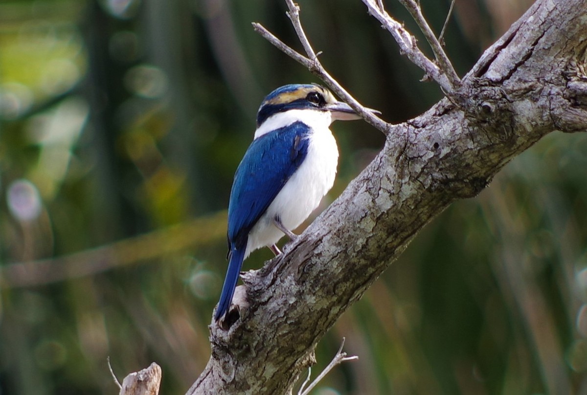 Pacific Kingfisher - Rachel Hufton