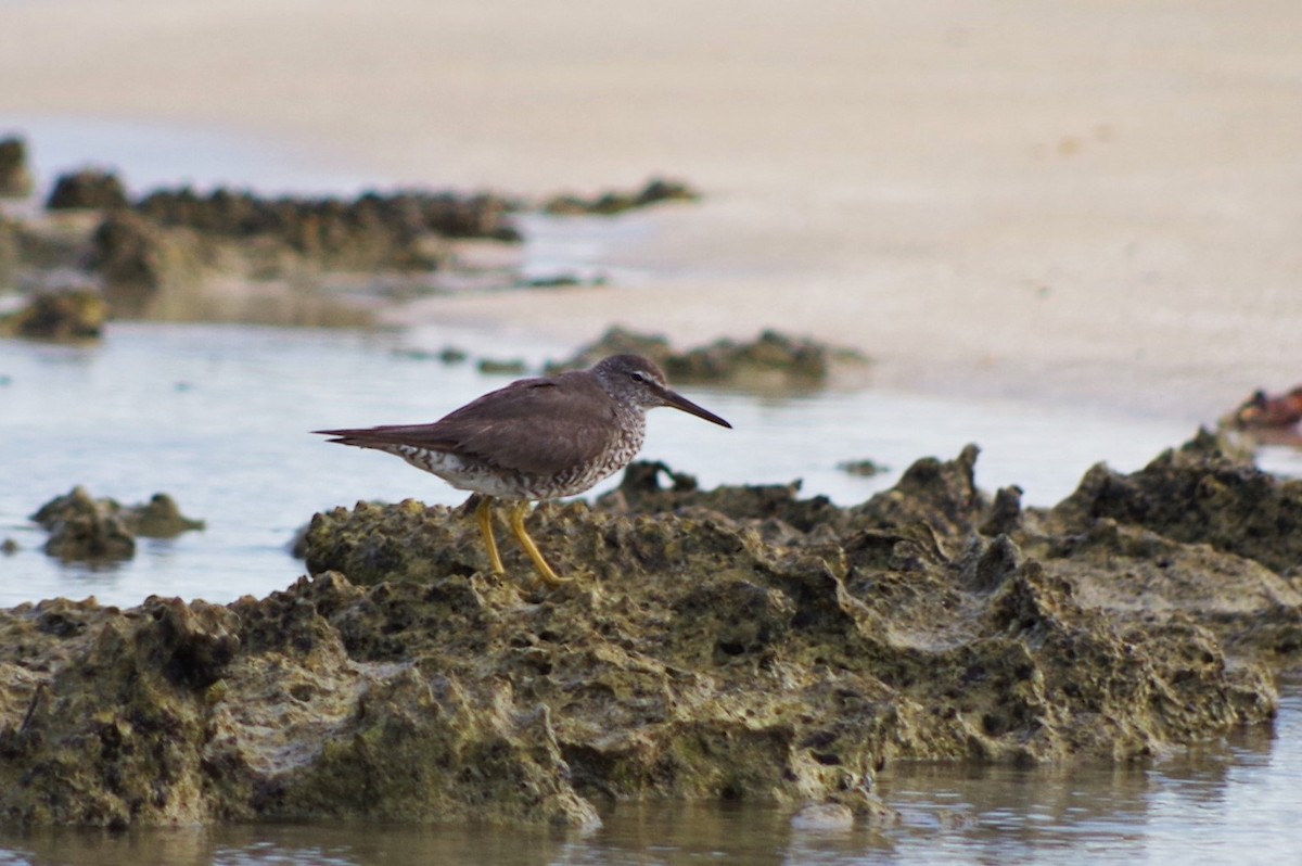 Wanderwasserläufer - ML178897311