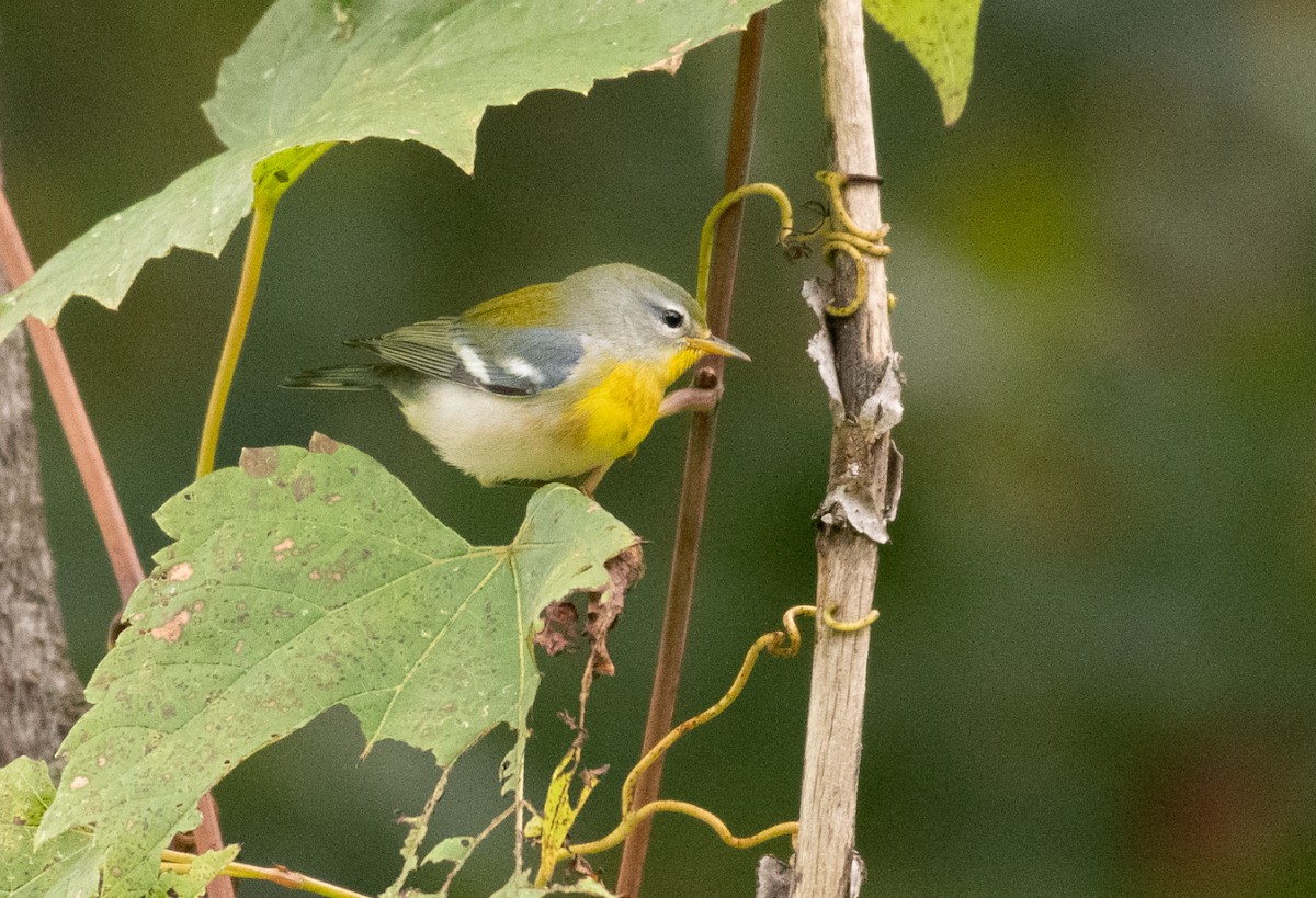 Northern Parula - ML178897441