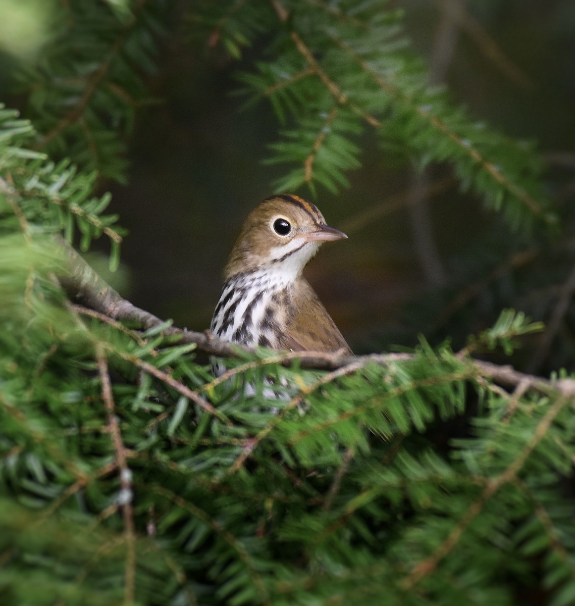 Ovenbird - ML178898041