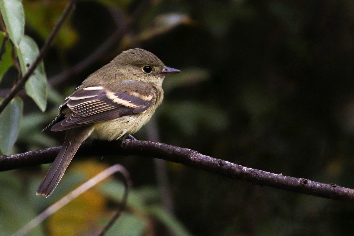 Acadian Flycatcher - ML178898111