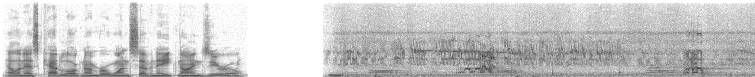 amazoňan pomoučený (ssp. farinosa) - ML17890