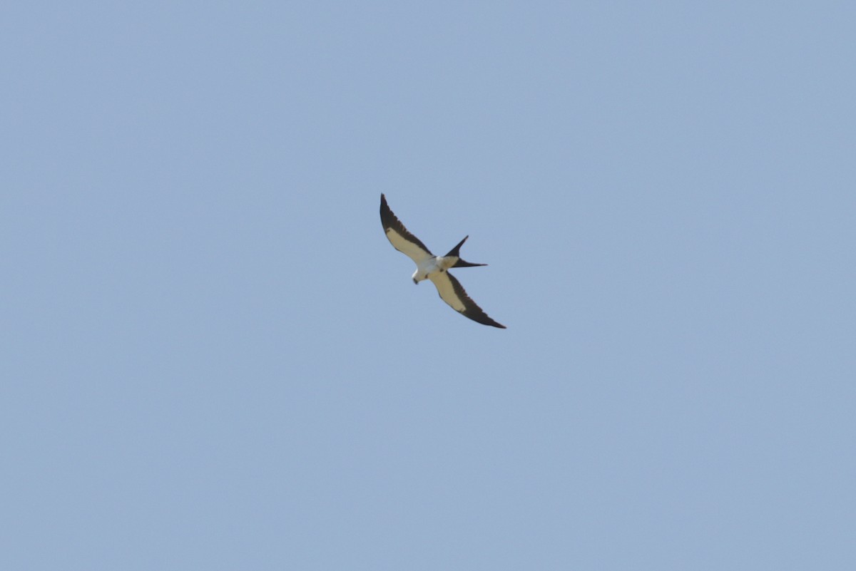 Swallow-tailed Kite - ML178900531