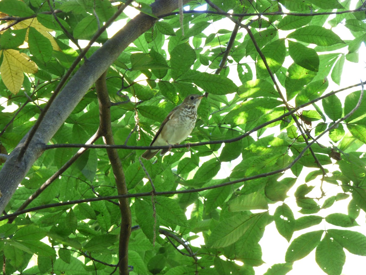 Swainson's Thrush - ML178900641