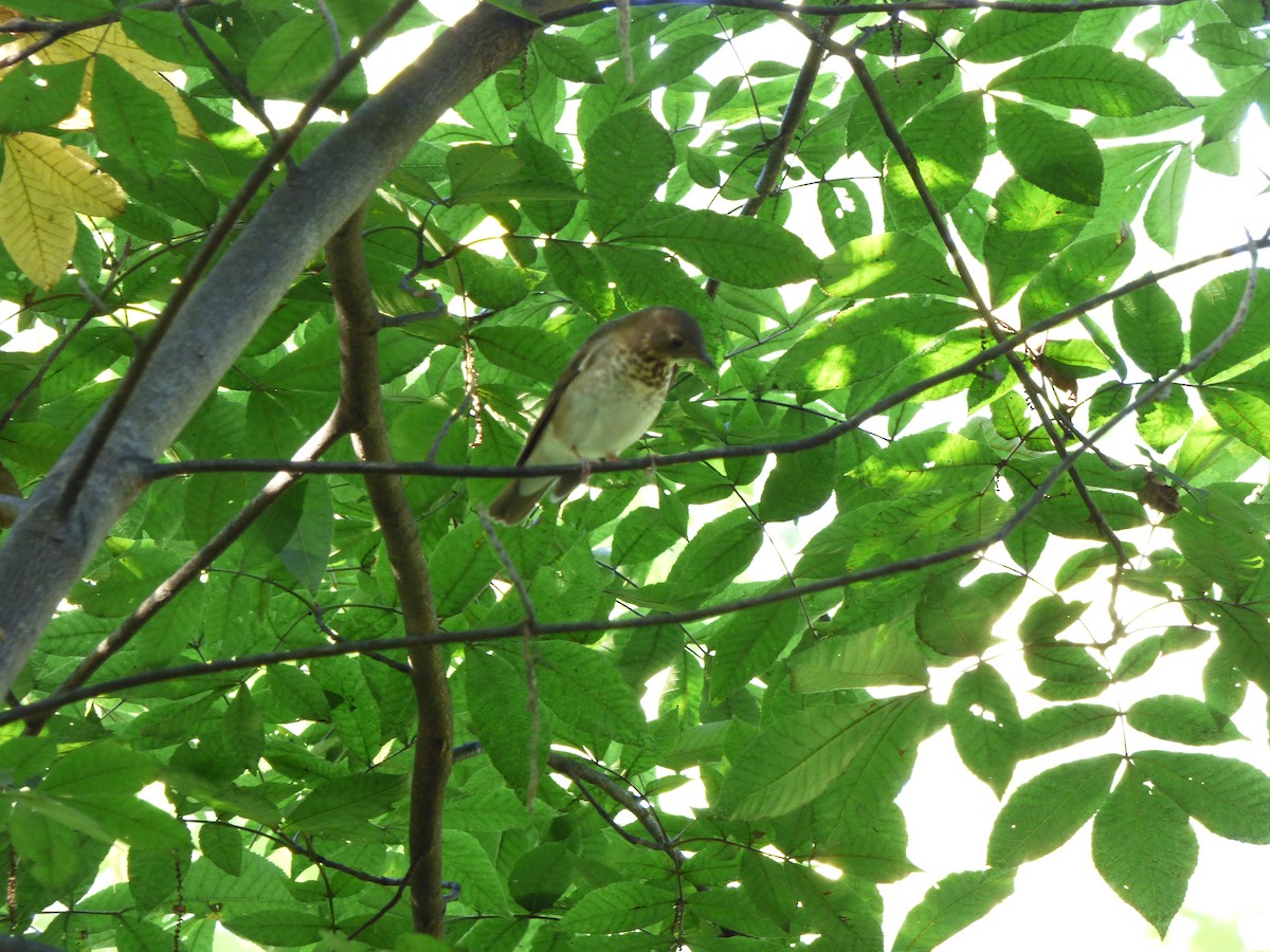 Swainson's Thrush - ML178900771