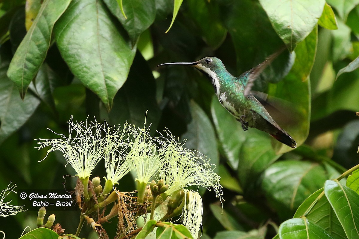 kolibřík tropický - ML178903371