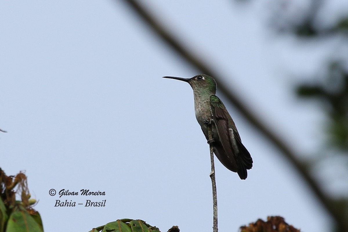 Sombre Hummingbird - Gilvan Moreira