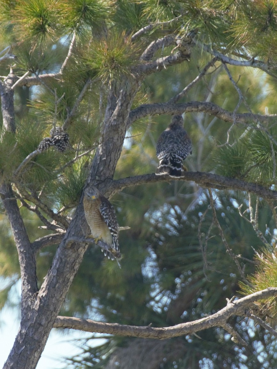 Red-shouldered Hawk - ML178904671