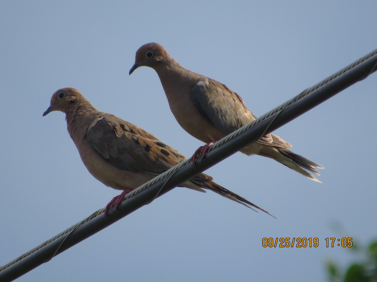 Mourning Dove - ML178906651