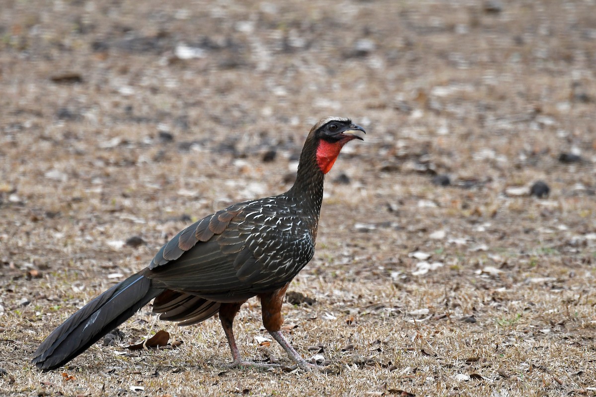 Chestnut-bellied Guan - Brian Henderson