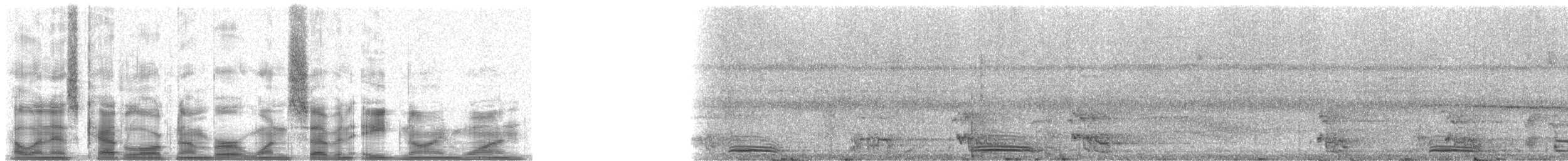 momot širokozobý [skupina pyrrholaemum] - ML17891