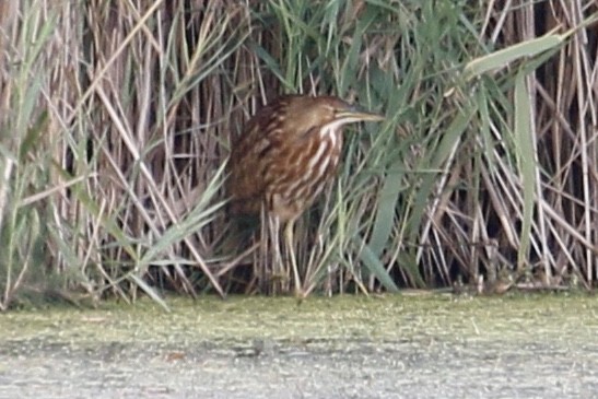 American Bittern - ML178911371