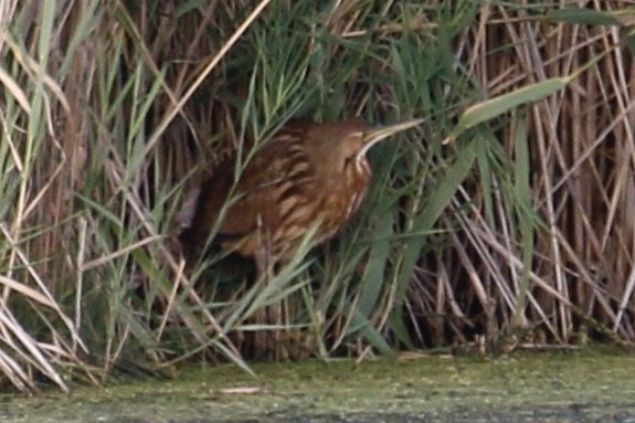 American Bittern - Jeffrey Boland