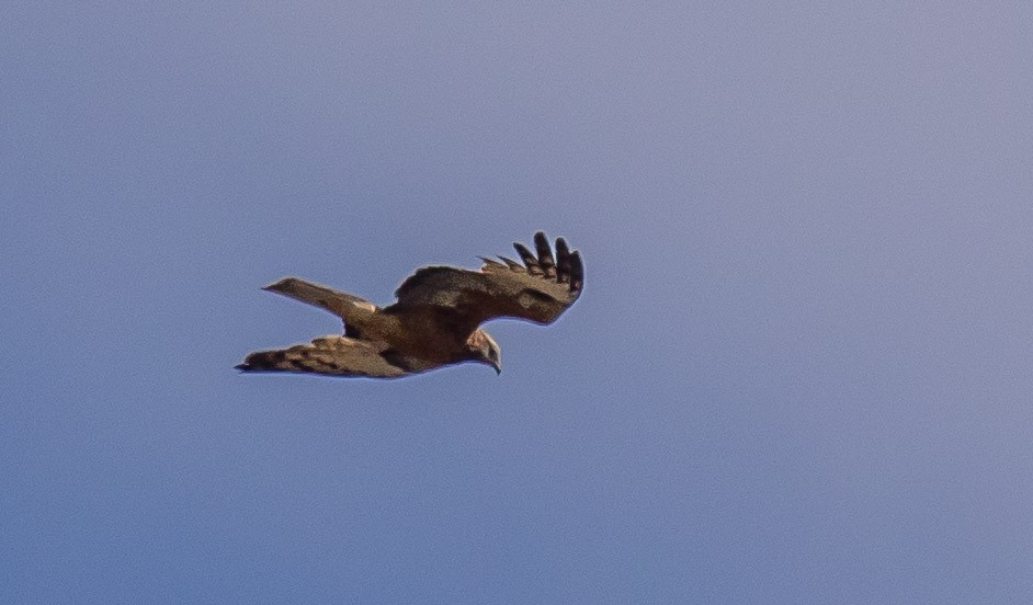 Square-tailed Kite - ML178911971