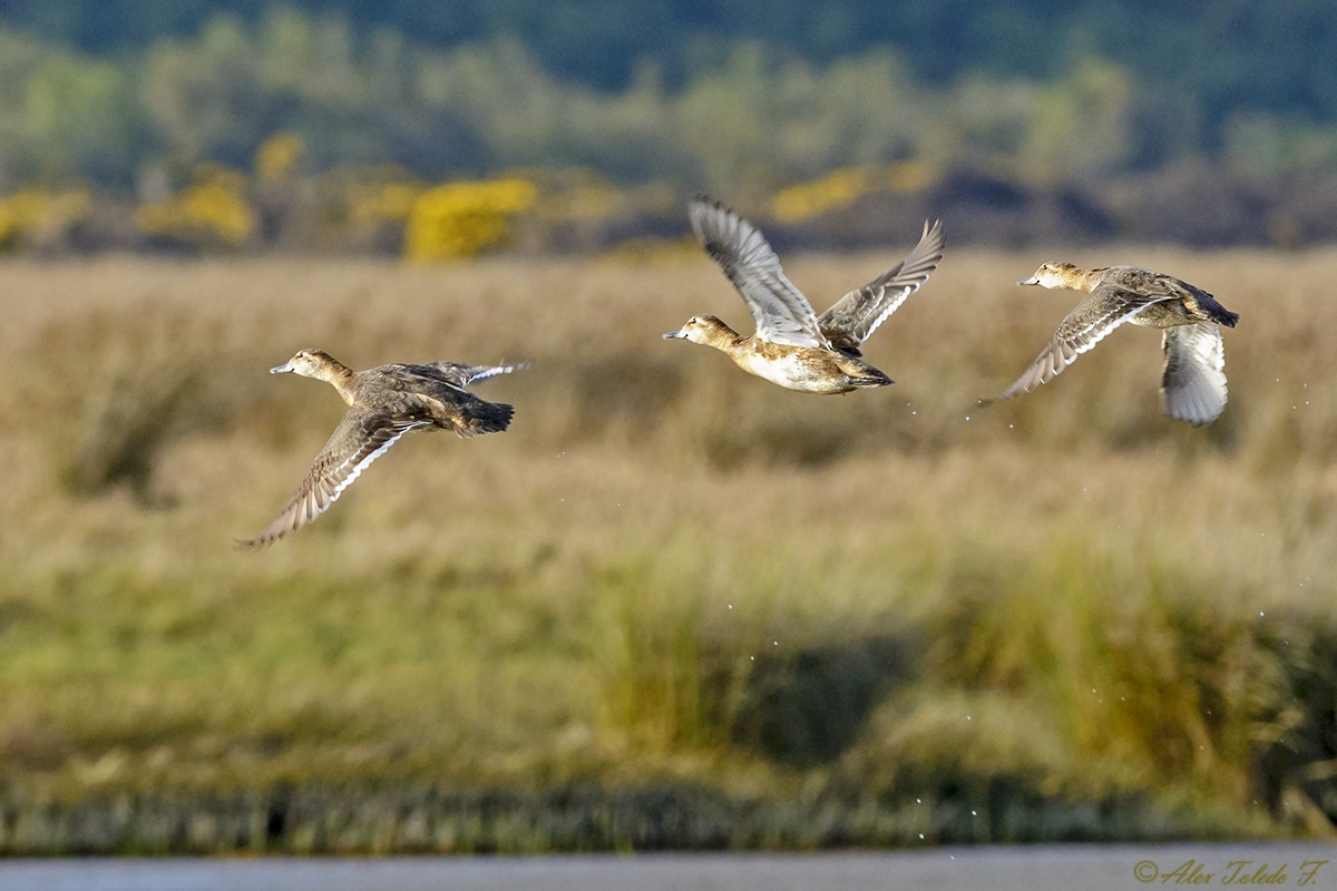 Black-headed Duck - ML178915971