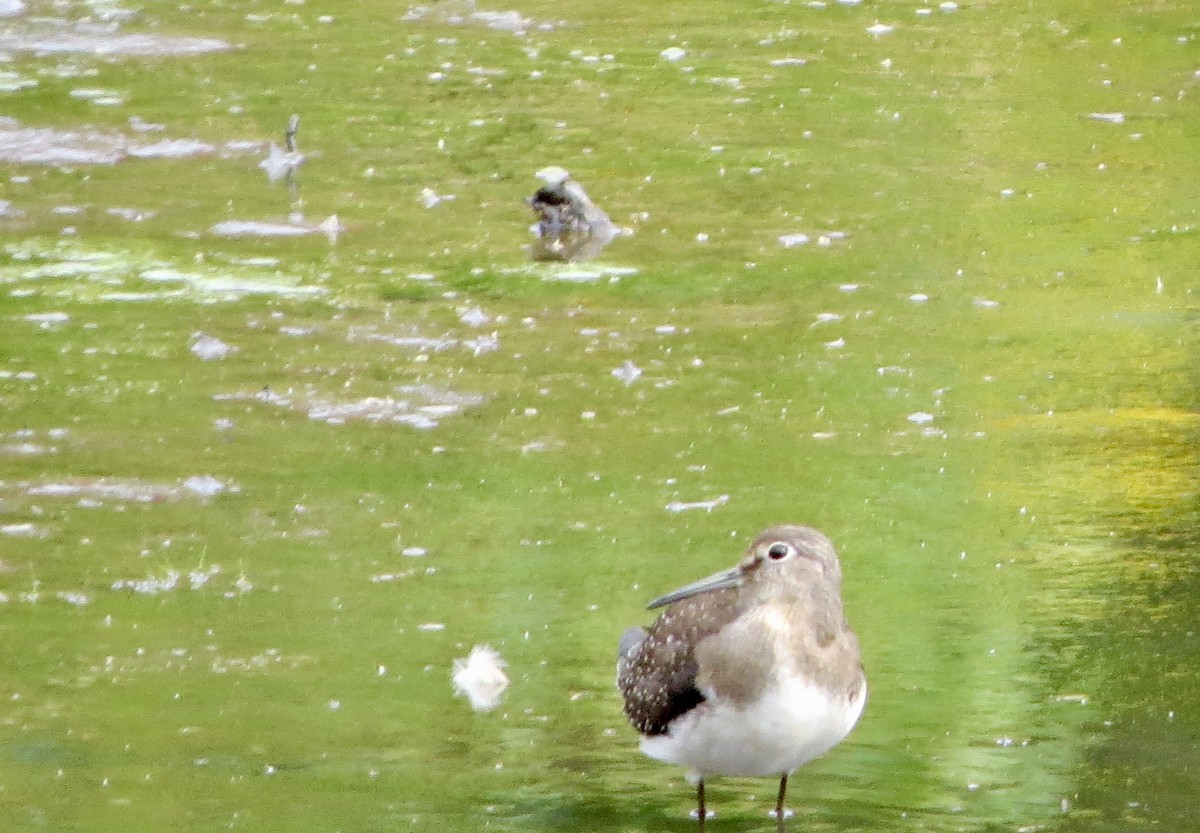 Solitary Sandpiper - ML178921091