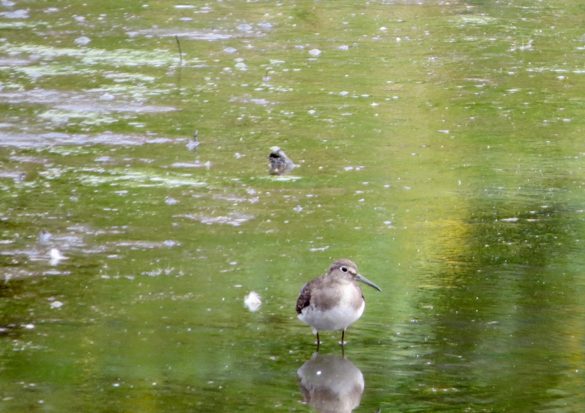 Solitary Sandpiper - ML178921101