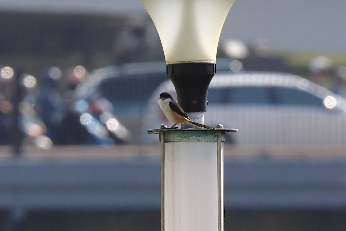 Long-tailed Shrike - ML178921141