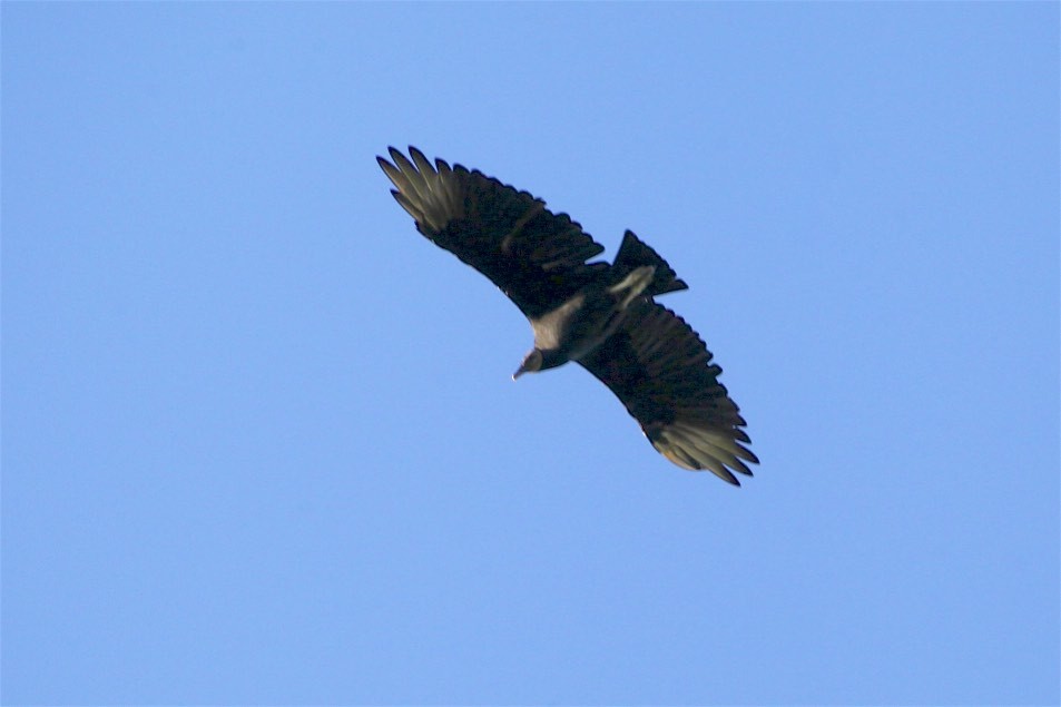 Black Vulture - ML178921701