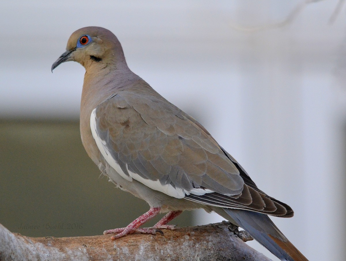 White-winged Dove - Tom Buehl Jr.