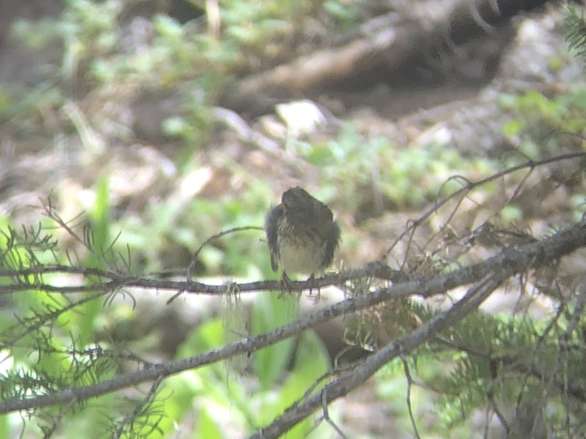 Lincoln's Sparrow - ML178923361