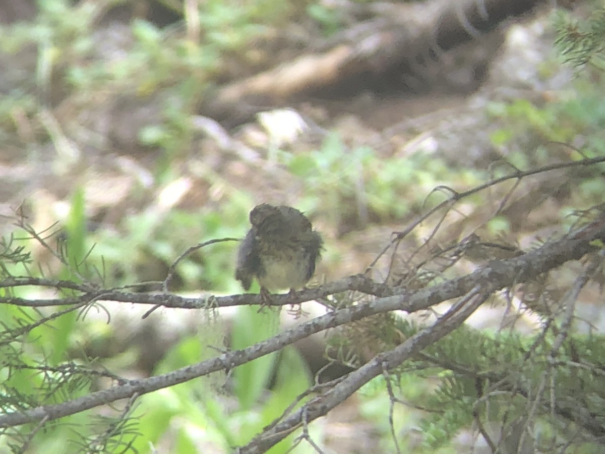 Lincoln's Sparrow - ML178923371