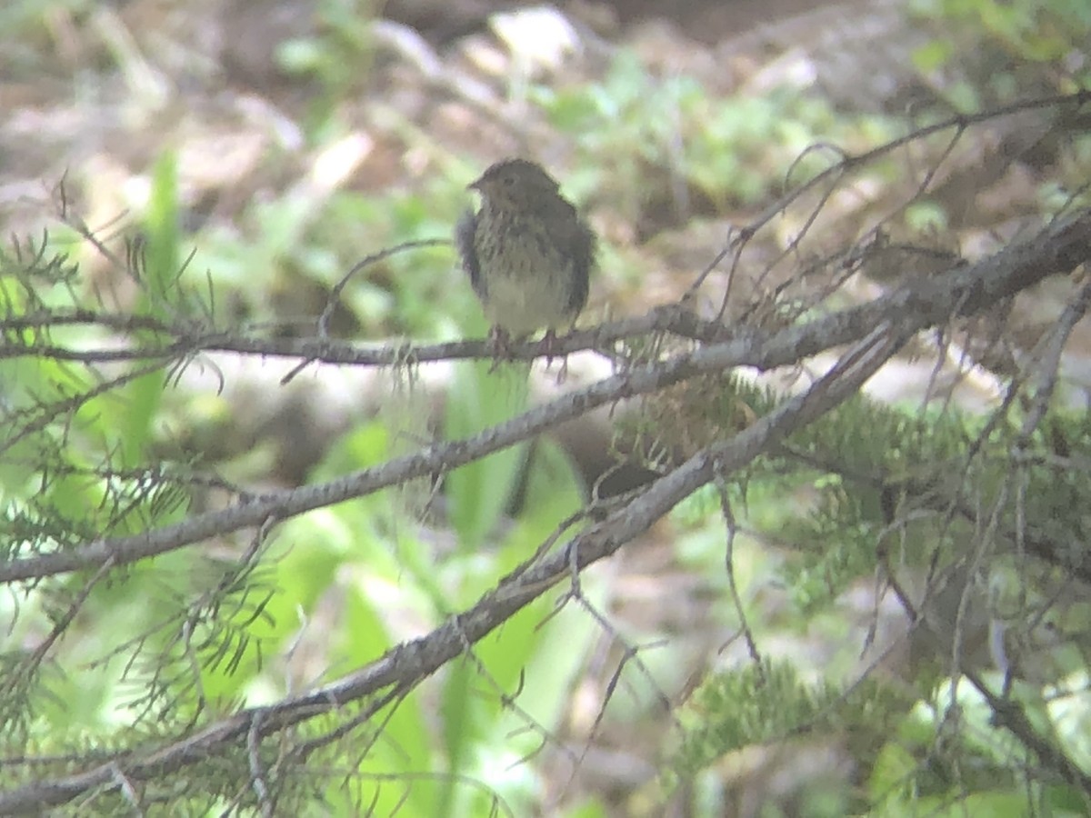 Lincoln's Sparrow - ML178923381