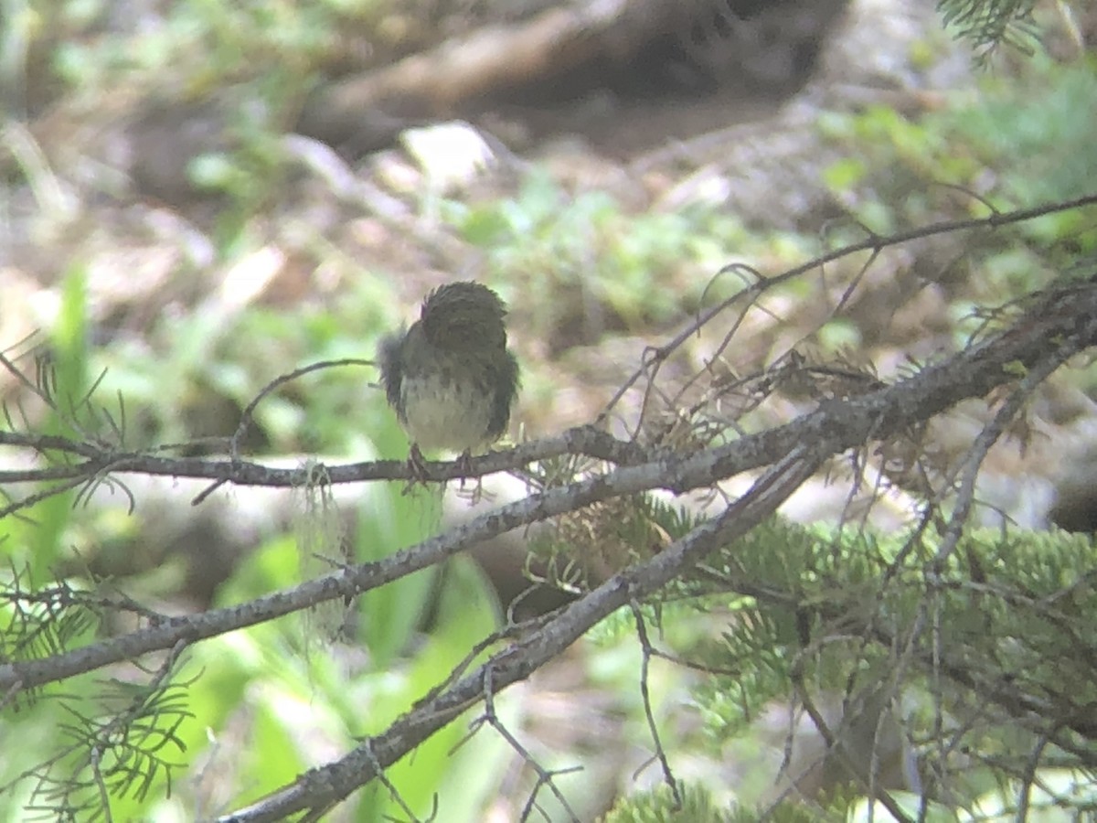 Lincoln's Sparrow - ML178923391